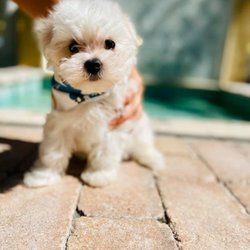Lil Rascals Puppies - Our lil Teddy, we miss him so much. But the owner of Lil Rascals isn't a truthful person.
