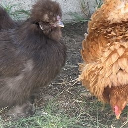 Petunia and Frizzle Petunia and Frizzle
