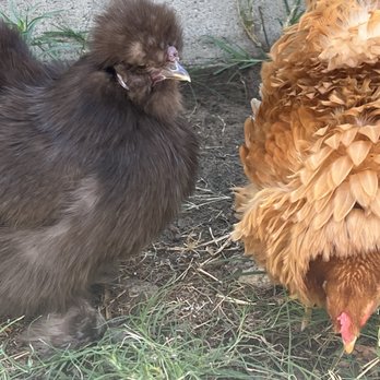 The Critter Care Center - Petunia and Frizzle - Veterinarians Near Me - Norco, California The Critter Care Center - Petunia and Frizzle - Veterinarians Near Me - Norco, California