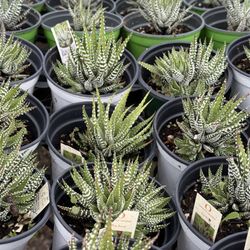 Toro Nursery