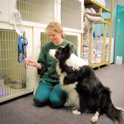 Glenn Veterinary Clinic - Loving and caring approach