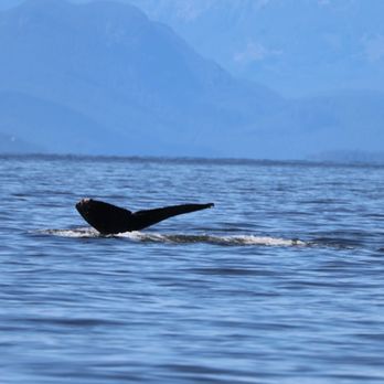 Wild Whales Vancouver - Whale Watching Tours Near Me - Vancouver, British Columbia Wild Whales Vancouver - Whale Watching Tours Near Me - Vancouver, British Columbia