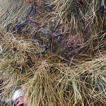 Sand Haven Pines - Christmas Trees Near Me - Perris, California