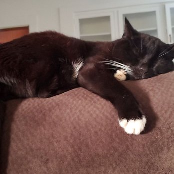 Paws Into Grace - Pet Hospice Near Me Paws Into Grace - Pet Hospice Near Me
