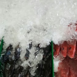 Park's Seafood & Fish Market - The only fish fresher than this needs to be caught