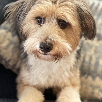 Zoomin Groomin - Pet Services Near Me Zoomin Groomin - Pet Services Near Me