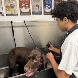 Self-service dog wash station Self-service dog wash station