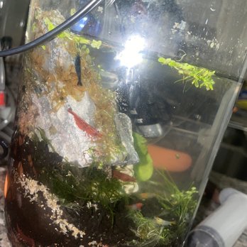 Tropical Fish and Feed - Mixed shrimp - Local Fish Stores Near Me - Perris, California Tropical Fish and Feed - Mixed shrimp - Local Fish Stores Near Me - Perris, California