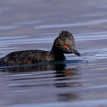 Caldera Kayaks - This eared grebe is about to catch an alkali fly - Boating Near Me - Mammoth Lakes, California