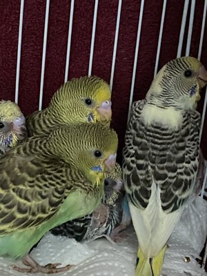 Birds & More by null