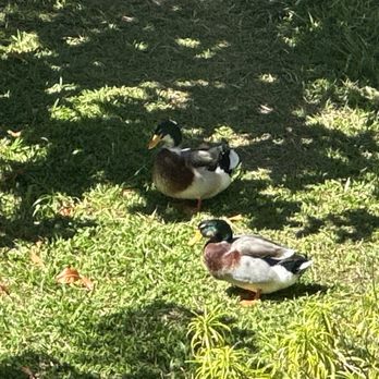 Lavaloha - Two FAT mallards in the sunken garden - Chocolatiers & Shops Near Me - Hilo, Hawaii