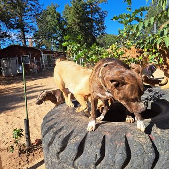 PAWS'itive Pals Dog Training - Pet Training Near Me - Grass Valley, California PAWS'itive Pals Dog Training - Pet Training Near Me - Grass Valley, California