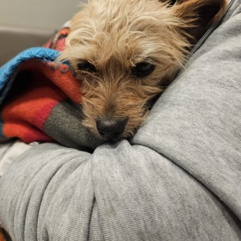 Veterinary Emergency Center - My mom's 2yr old puppy. - Veterinarians Near Me - Redlands, California Veterinary Emergency Center - My mom's 2yr old puppy. - Veterinarians Near Me - Redlands, California