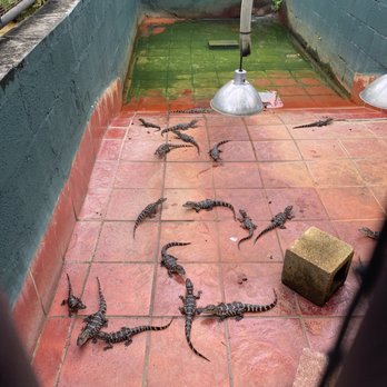 Everglades Alligator Farm - Zoos Near Me - Homestead, Florida Everglades Alligator Farm - Zoos Near Me - Homestead, Florida