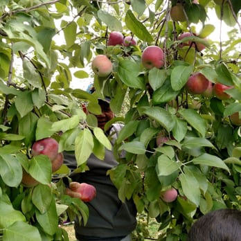 Linvilla Orchards - Apple picking - Farmers Market Near Me - Media, Pennsylvania