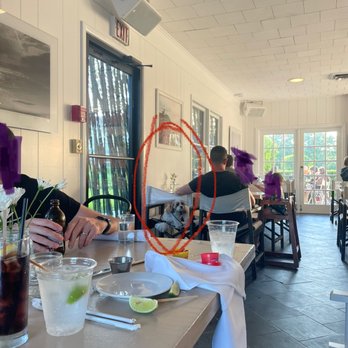 Seasalt - Dog eating at table inside - Mediterranean Near Me - Montauk, New York