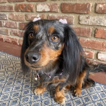 Eastern Sierra Grooming Company - Look at the cute pink bows - Pet Groomers Near Me - Bishop, California