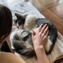 Photo of At Home Veterinary Services
