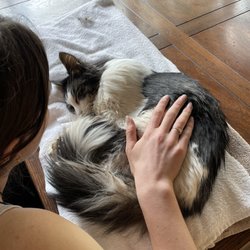 At Home Veterinary Services - RIP Willow