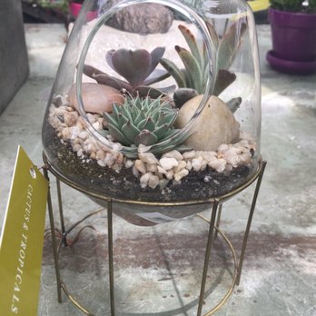 Cactus & Tropicals - Pretty succulent garden - Nurseries & Gardening Near Me - Draper, Utah Cactus & Tropicals - Pretty succulent garden - Nurseries & Gardening Near Me - Draper, Utah