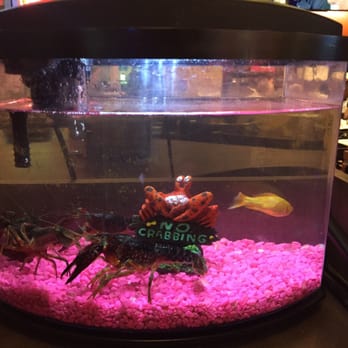 Stinkin Crawfish - their little crawfish aquarium - Cajun/Creole Near Me - Downey, California