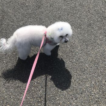Paw Spa - She's so happy! - Pet Groomers Near Me - Lakewood, Washington Paw Spa - She's so happy! - Pet Groomers Near Me - Lakewood, Washington