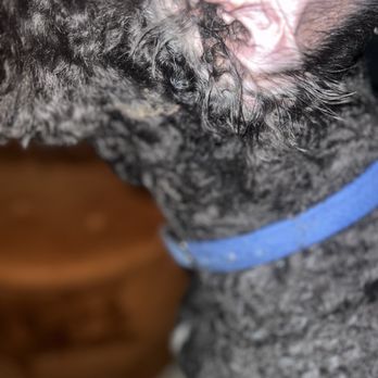 PetSmart - Pet Training Near Me - Ellicott City, Maryland