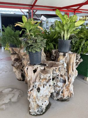 Rorabeck's Plants & Produce Inc by null
