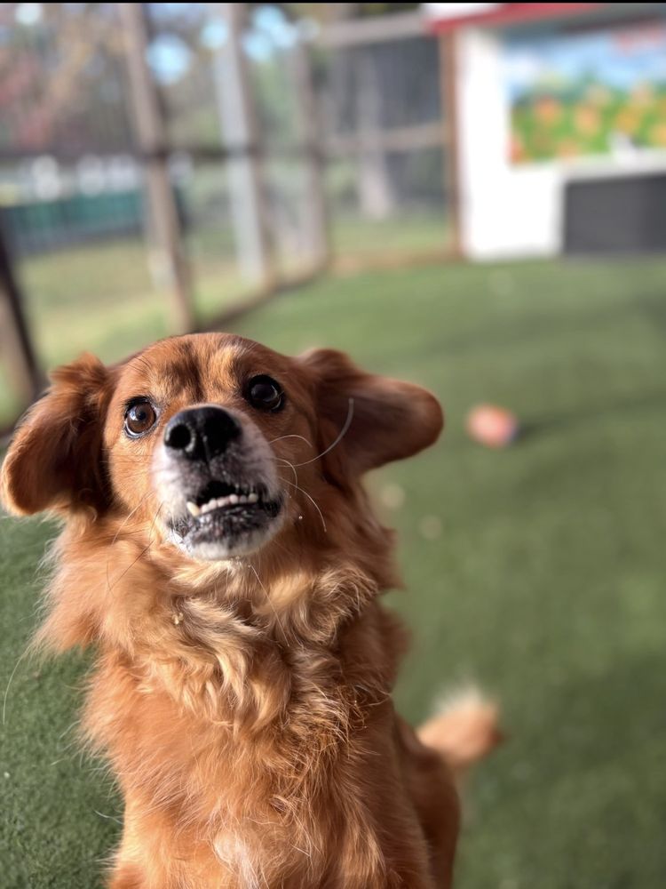 Wunderbar's Pet Hotel - pet boarding facility in Walnut Creek, CA