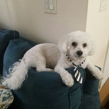Amore Pet Grooming - Pet Groomers Near Me Amore Pet Grooming - Pet Groomers Near Me
