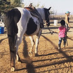 CH Stables And Training