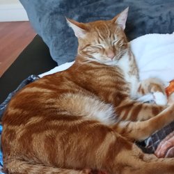 Passionate Four Paws