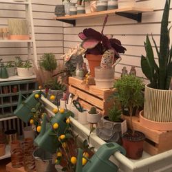 Buttercup Flower and Wine Bar - Beautiful plant and other gardening items