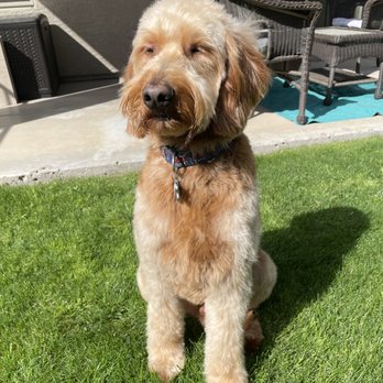 Aardbark Grooming - Benny after his full groom with Logan. Isn't he handsome? - A dog with a golden, curly coat and a collar sits on a well-maintained green lawn outdoors. The dog appears relaxed with eyes partially closed, basking in sunlight. In the background, there is patio furniture including chairs and a table, with a building wall and a sliding glass door visible. The scene suggests a backyard setting during daytime. - Pet Groomers Near Me - Gilbert, Arizona