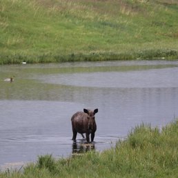 Moose in the pond!