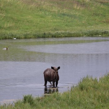 Bear Lodge Resort - Moose in the pond! - Resorts Near Me - Dayton, Wyoming