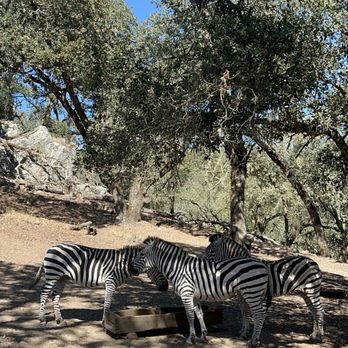 Safari West - Zoos Near Me - Santa Rosa, California