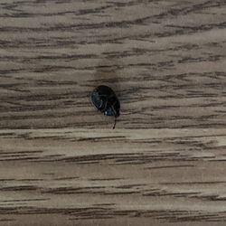 North Side Marina & Resort - There bugs were everywhere.