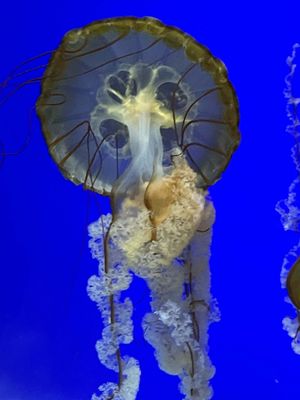 Oregon Coast Aquarium by null