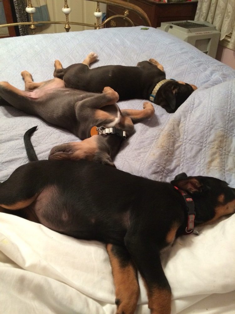 CATHY’S CANINE COMPLEMENTS Memphis, Tennessee Animal Physical