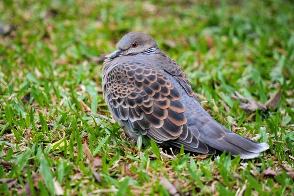 Daan Forest Park by null