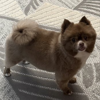 Le Chien Fortune - Pet Groomers Near Me - Millbrae, California