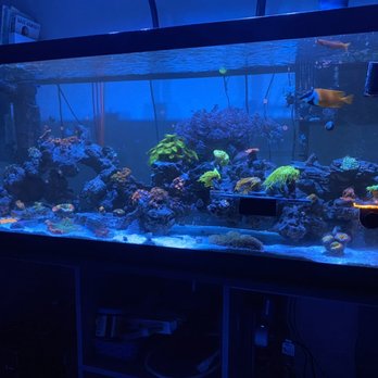 Langzfragz - Aquarium Services Near Me Langzfragz - Aquarium Services Near Me