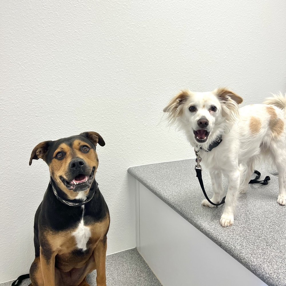 TOP 10 BEST Neuter Cat in Irvine, CA - Updated 2026 - Yelp