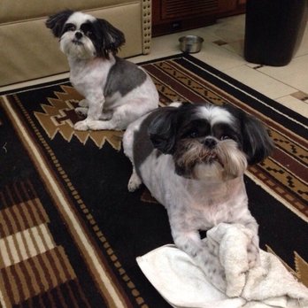 A La Carte Pet Grooming - Rascal and Skooder Kelly Before and after pictures! - Pet Groomers Near Me - Grants Pass, Oregon A La Carte Pet Grooming - Rascal and Skooder Kelly Before and after pictures! - Pet Groomers Near Me - Grants Pass, Oregon