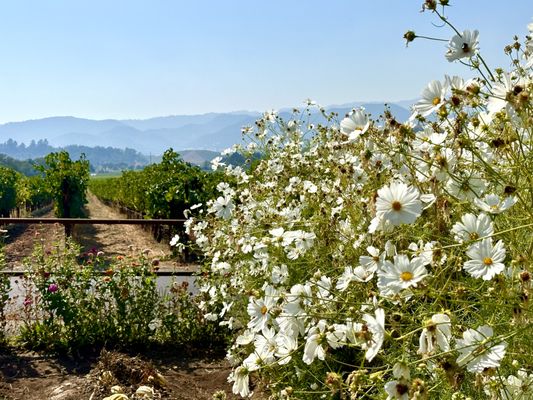 Regusci Winery by null