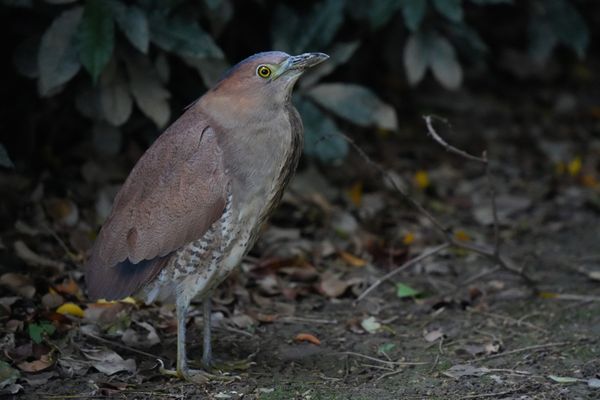Daan Forest Park by null