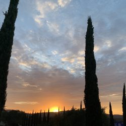 Malva - Sunset