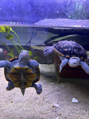 Biomes Marine Biology Center by null