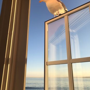 Spindrift Inn - Friendly seagull joining us for brekky - Hotels Near Me - Monterey, California Spindrift Inn - Friendly seagull joining us for brekky - Hotels Near Me - Monterey, California